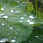 alchemille