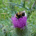bourdon