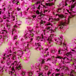 fleurs2
