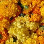 fleurs3