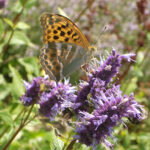 papillon