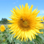 tournesol